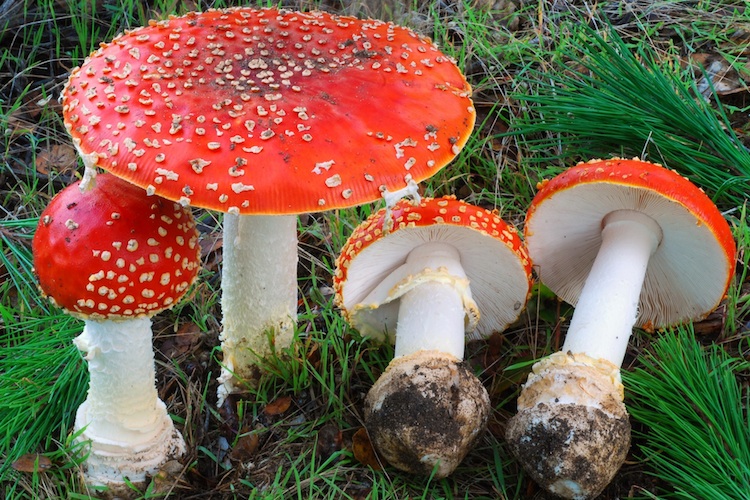 Amanita muscaria Amanita muscaria