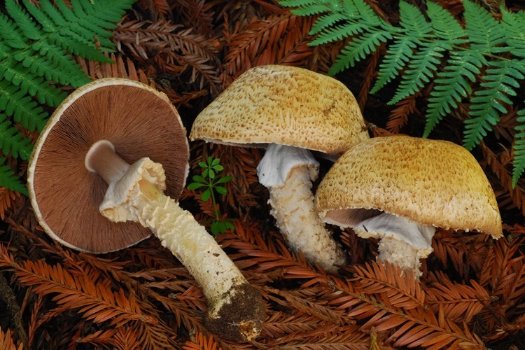 Agaricus augustus Agaricus augustus