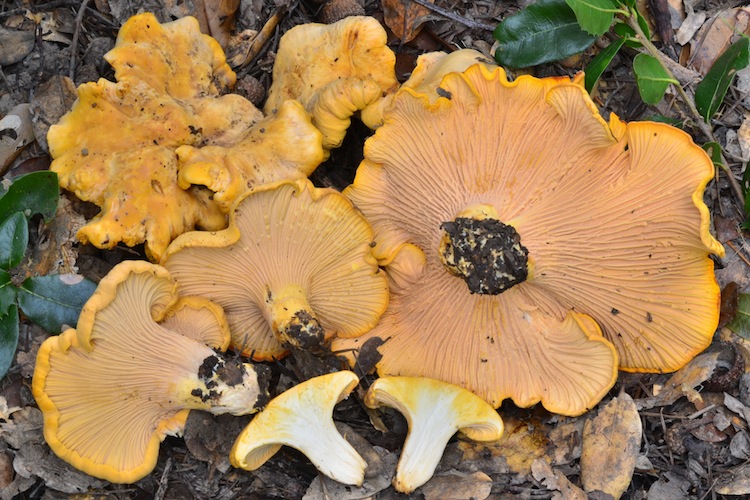 Cantharellus californicus