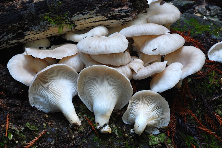 Pleurotus ostreatus