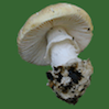 Bay Area Mycological Society