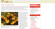 Cantharellus News Website