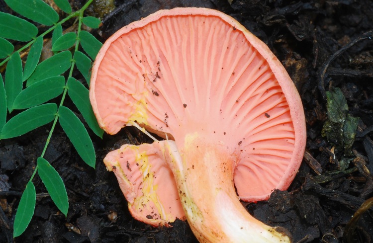 Cantharellus sp