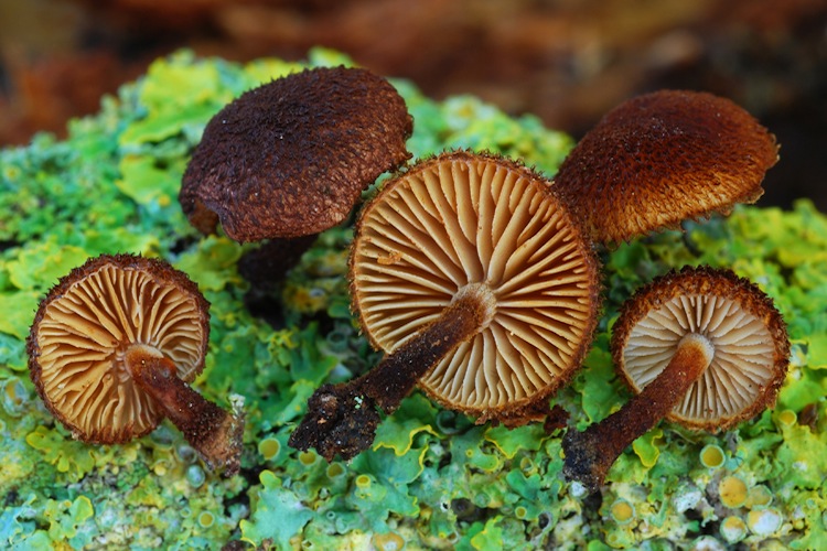 Phaeomarasmius sp