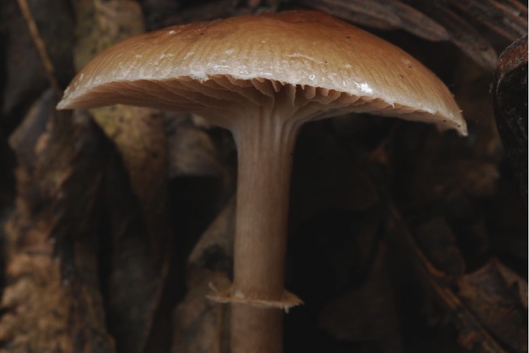 Agrocybe cf. erebia