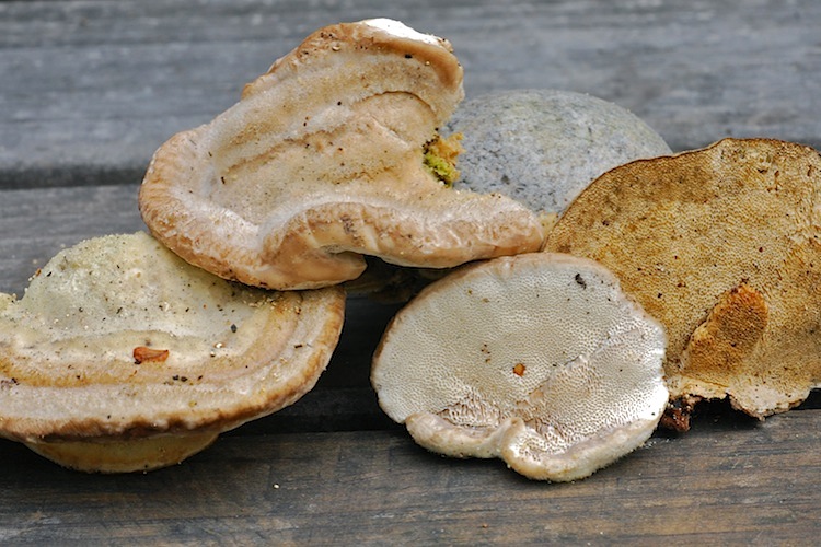 Trametes hirsuta